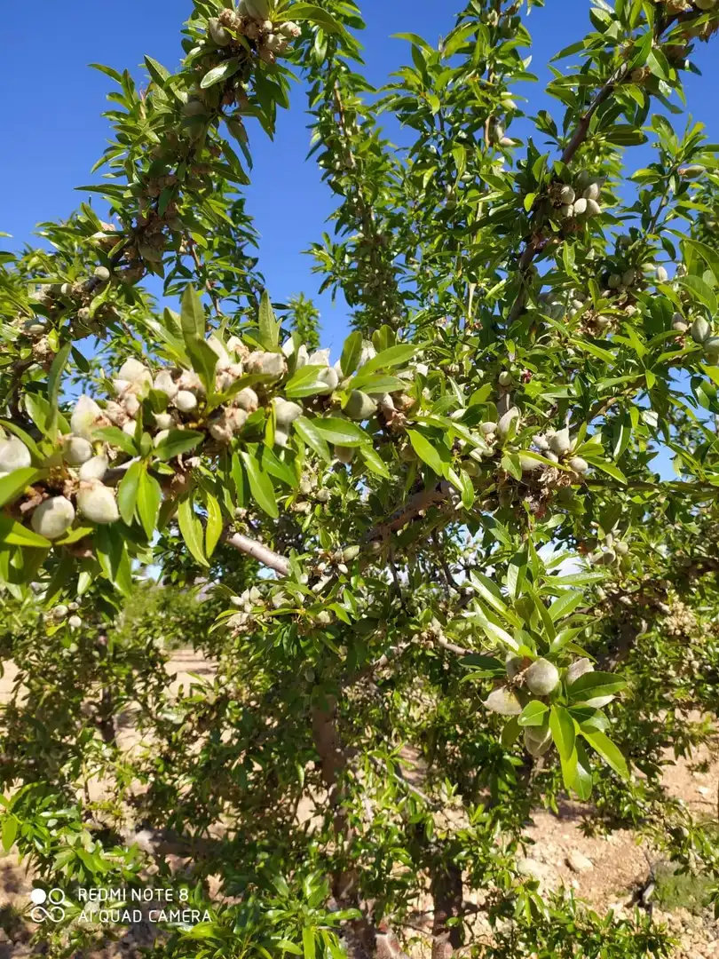 Jardí de Finca rústica en venda en Yecla