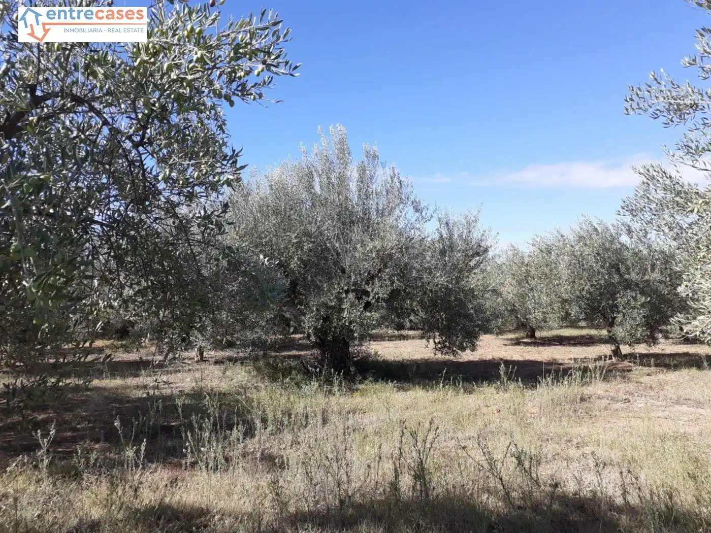 Terreno rustico in vendita a Segorbe, imagen 4