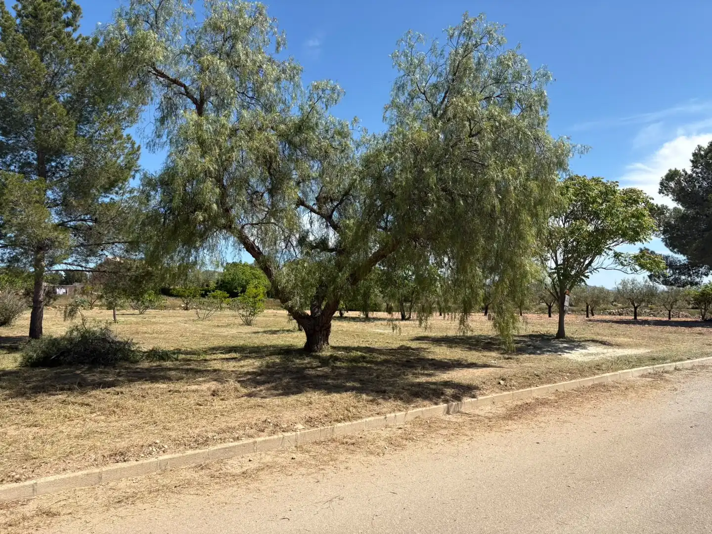 Residential land for sale in El Pinós / Pinoso, imagen 17