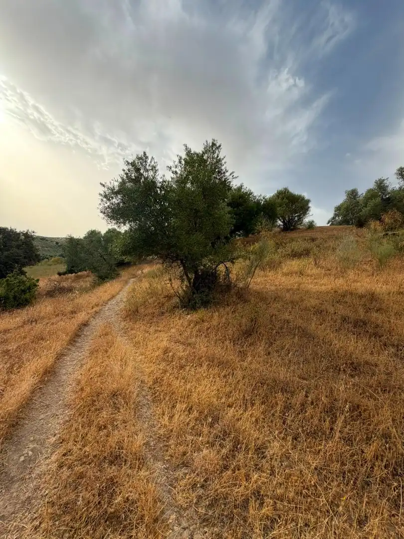 Rural land for sale in Morón de la Frontera, imagen 16