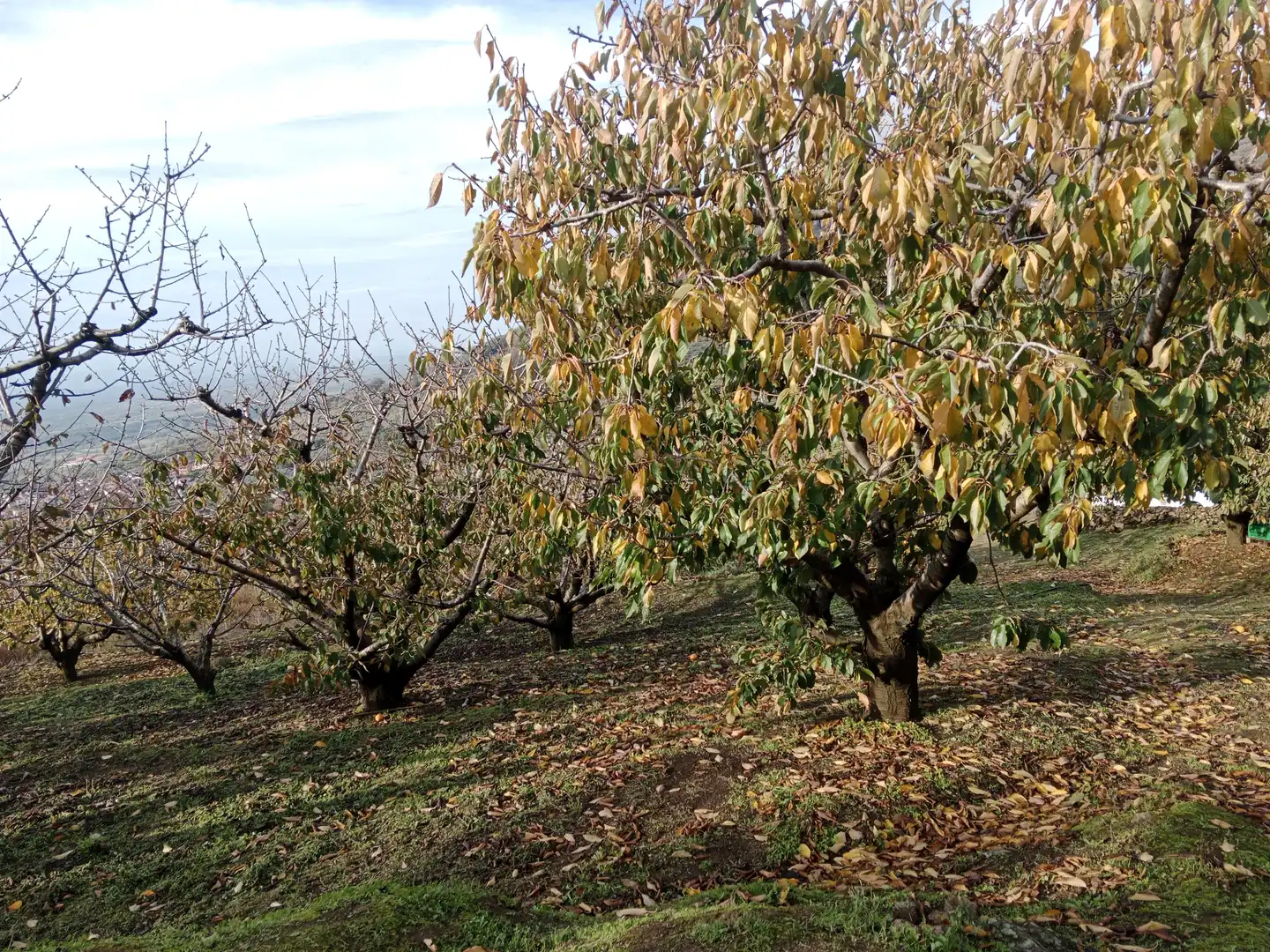 Terreni e lotti in vendita a Pasarón de la Vera, imagen 12