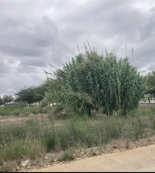 Terreny residencial en venda a Calle dels Cutxos, imagen 2