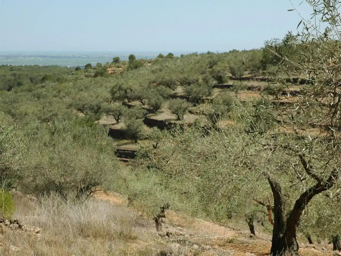 Finca rústica en venda en Camarles