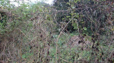 Foto 5 de Terreno en venta en Lugar el Sobradillo, Valleseco, Las Palmas