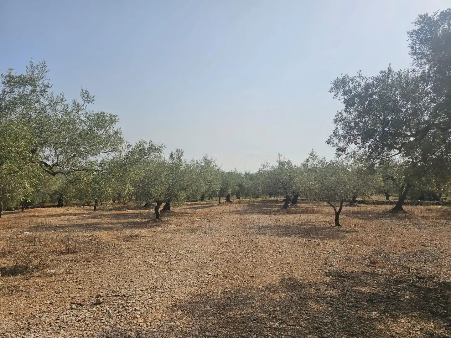 Terreno en venta en Alcanar