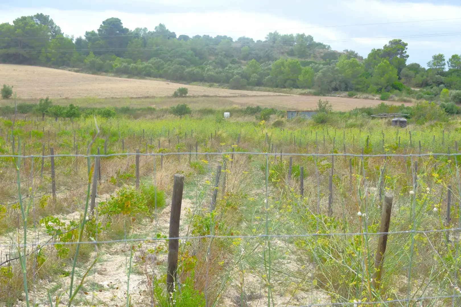 Residential land for sale in Santa Margalida Poble, imagen 5