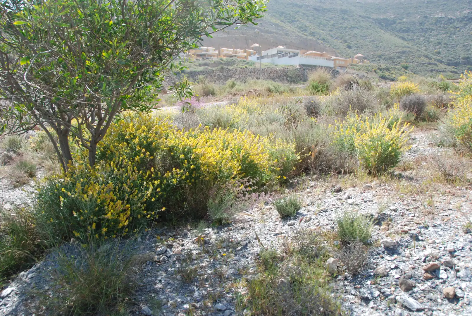 Terreno residencial en venta en Calle los Olivos, imagen 29