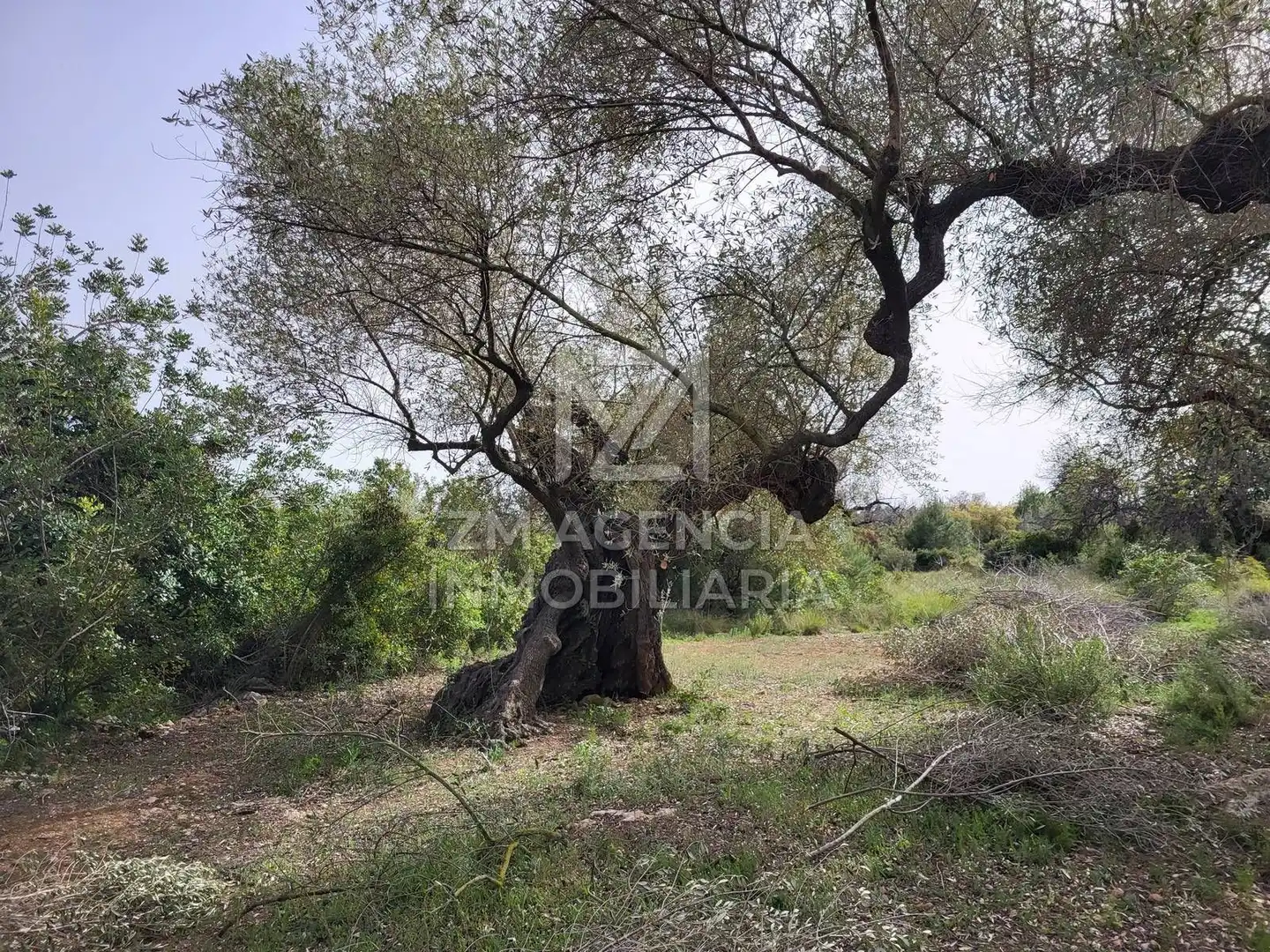 Terreno rustico in vendita a Corral de la Culla, imagen 5