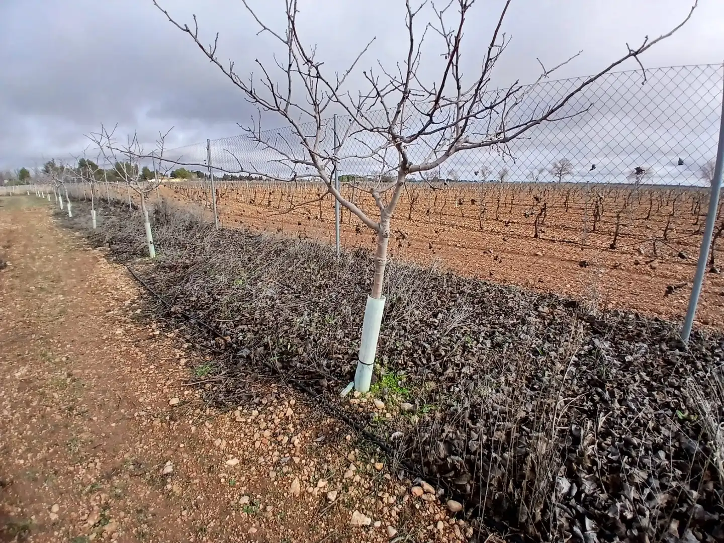 Rural land for sale in Carretera Solana, imagen 2