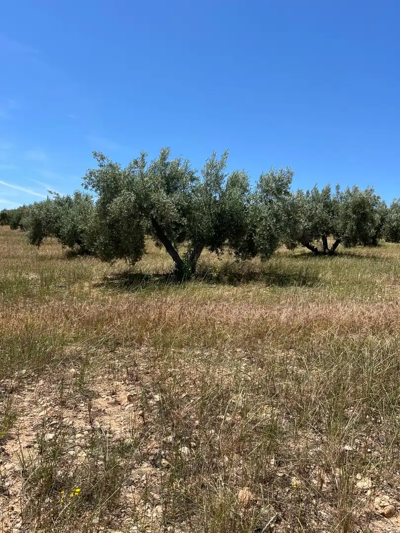 Terrain rustique à vendre à Luque, imagen 2