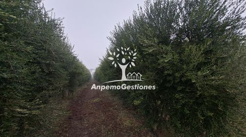 Finca olivar superintensivo. 13 hectáreas, immagine 5