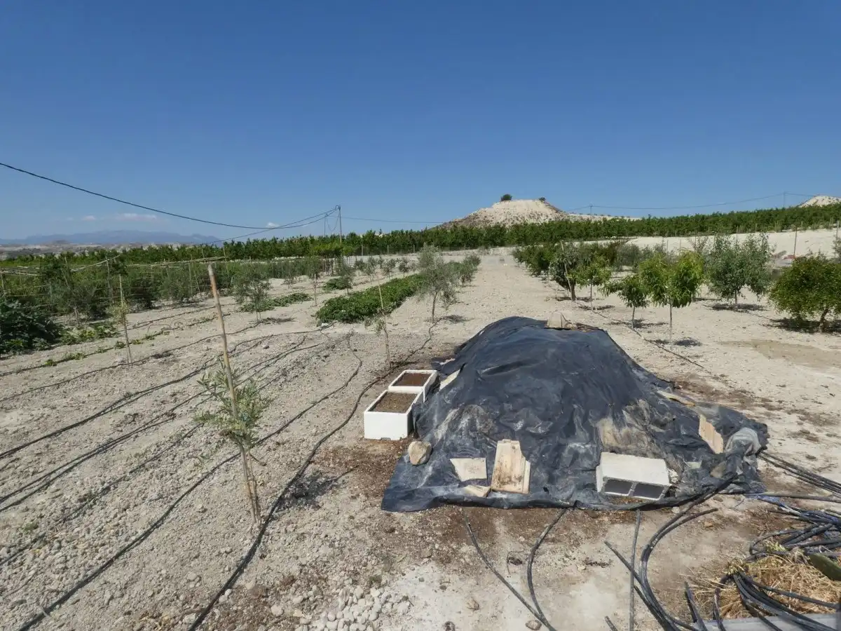 Jardí de Casa o xalet en venda en Alguazas amb Jardí privat, Traster i Piscina