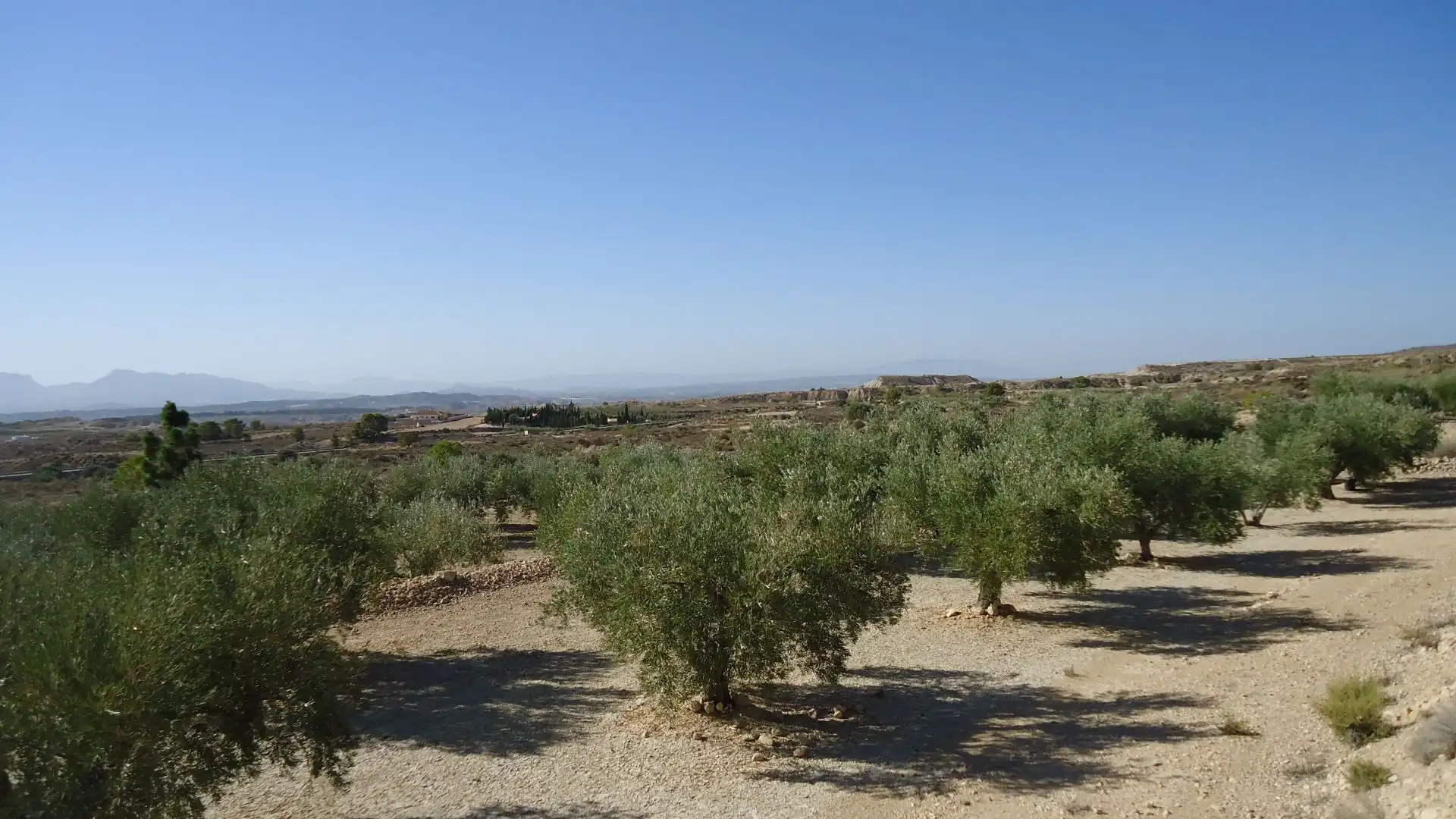 Lands and plots for sale in Abanilla, imagen 2