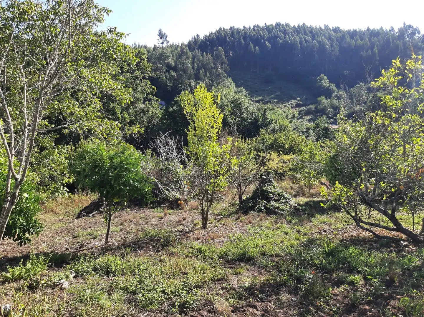 Houses for sale in Ferrol  with Furnished