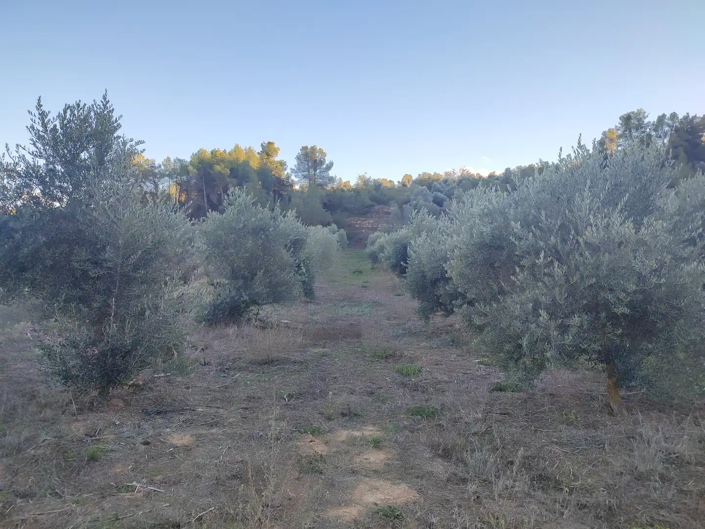Terreno rústico en venta en Cervià de Les Garrigues, imagen 27