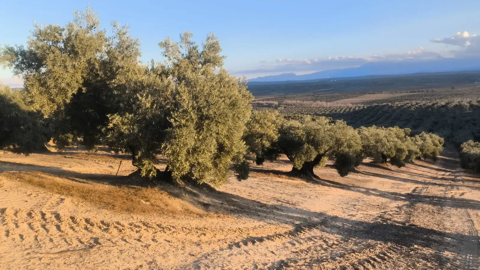 Terreni e lotti in vendita a Jabalquinto