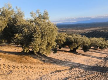 Terreno rustico in vendita a Jabalquinto