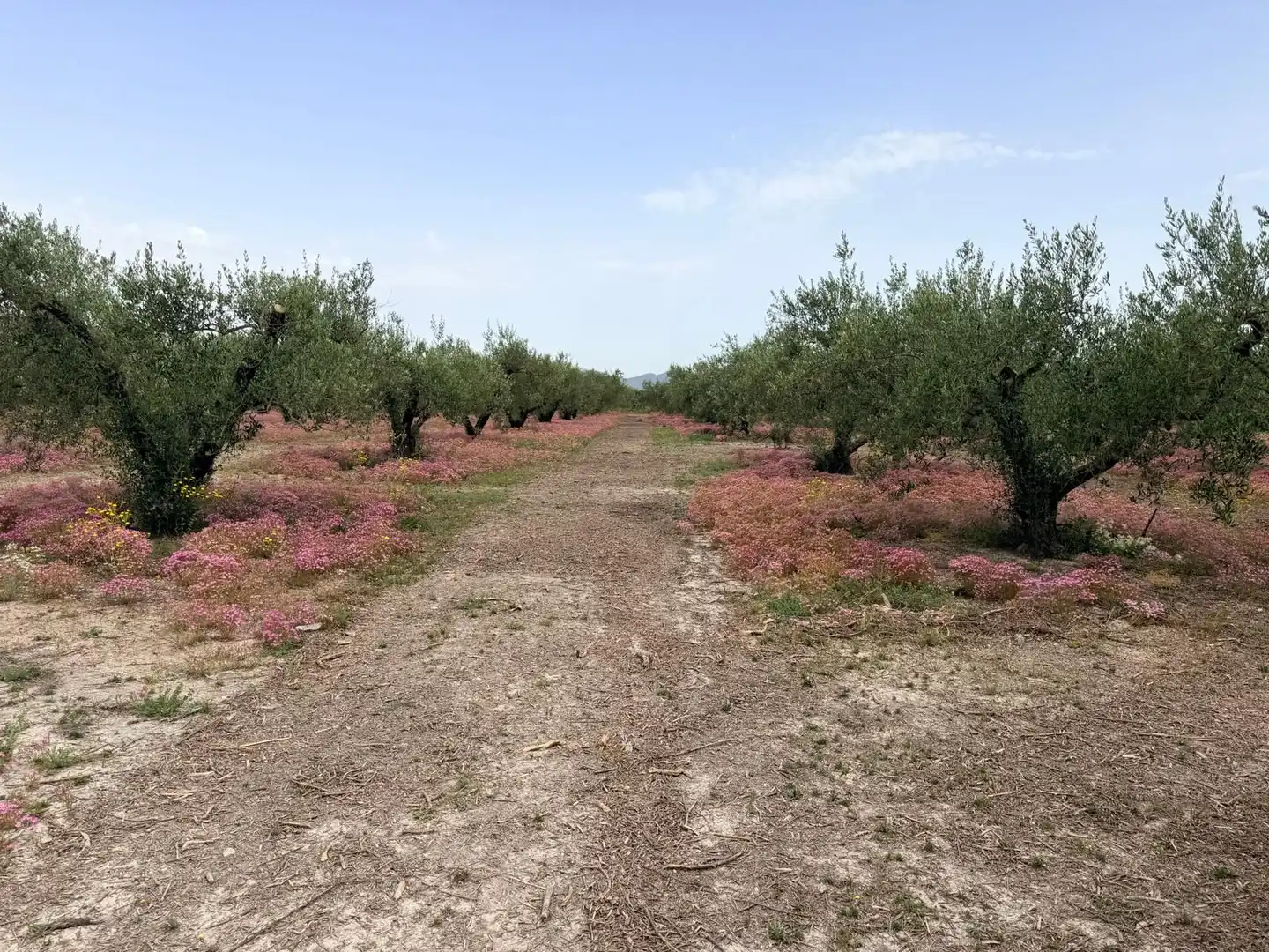 Terreno residenziale in vendita a Albaida, imagen 2