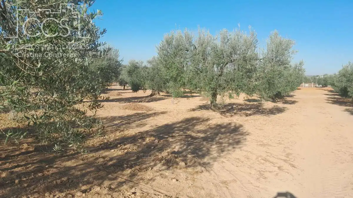 Terreni e lotti in vendita a Almonte ciudad, imagen 2