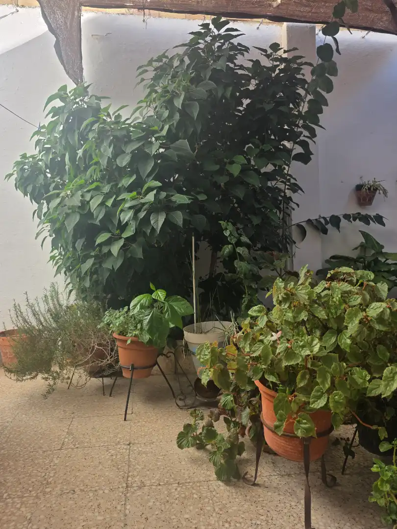 Houses for sale in Calle Jerusalén, Las Torres - Constelaciones