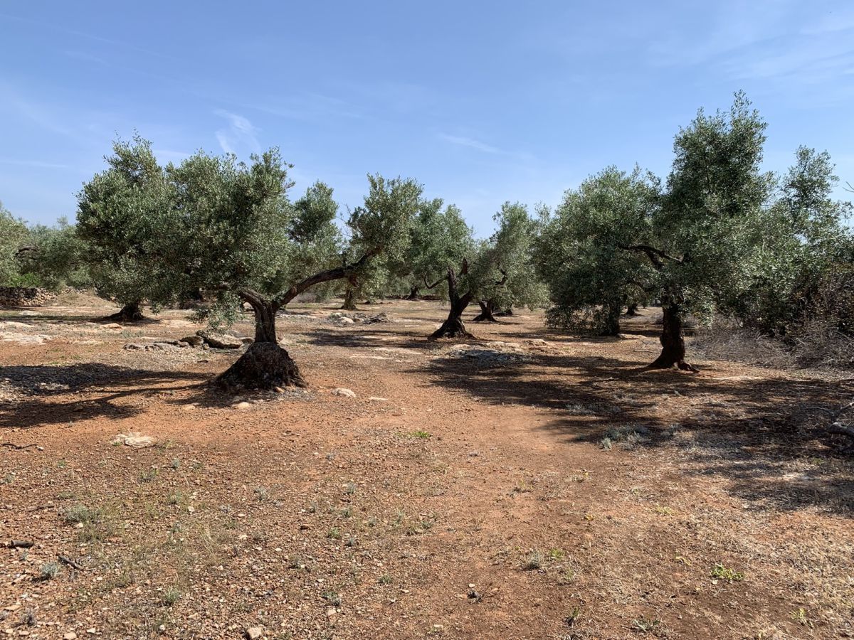 Finca rústica en venda en L'Ampolla