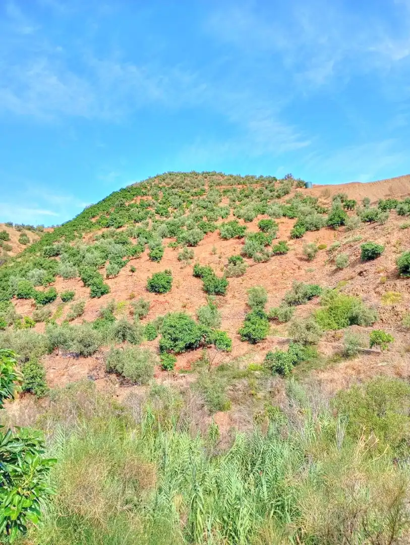 Rural land for sale in El Borge, imagen 7