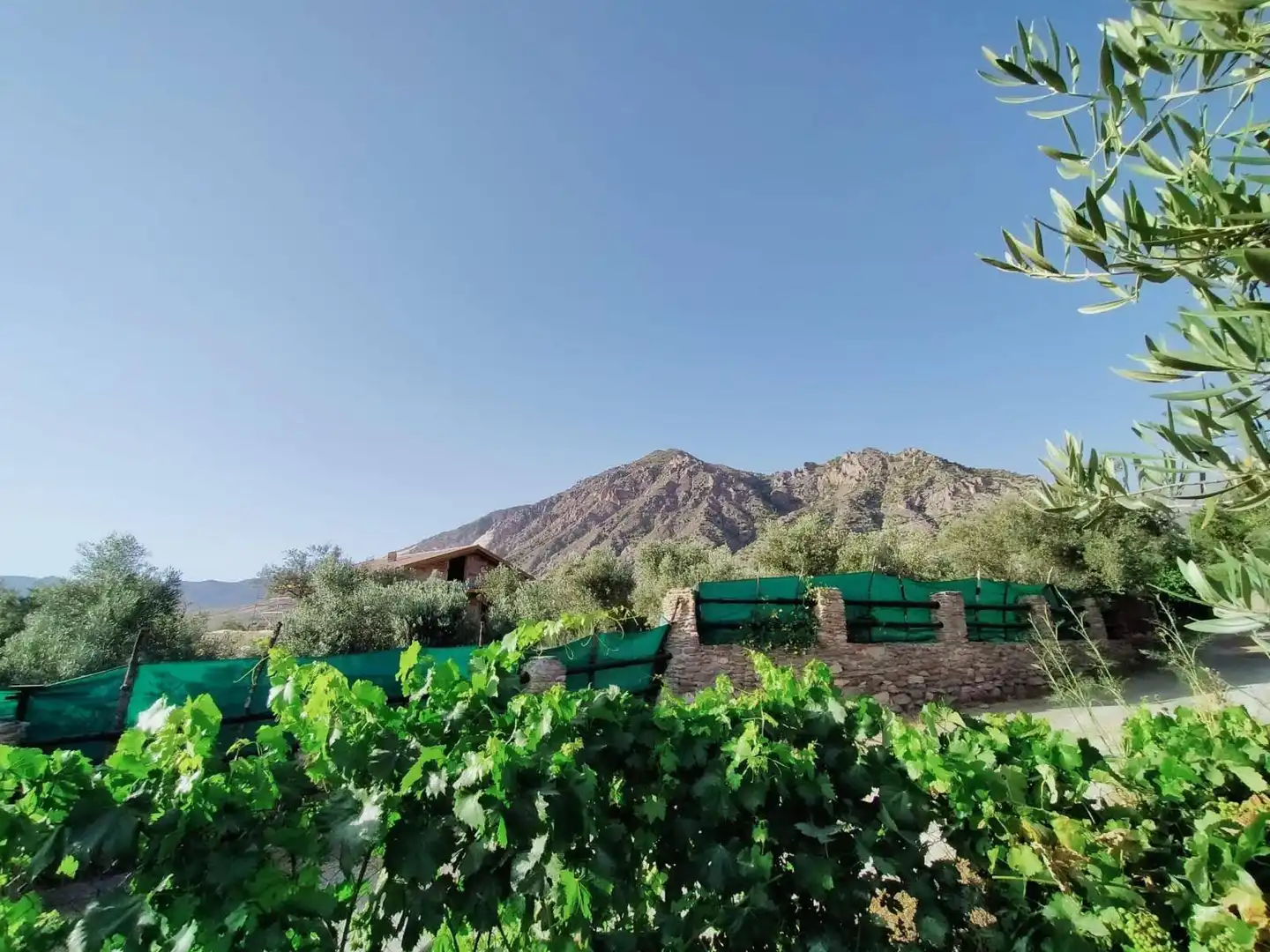 Lands and plots for sale in Nigüelas, imagen 8