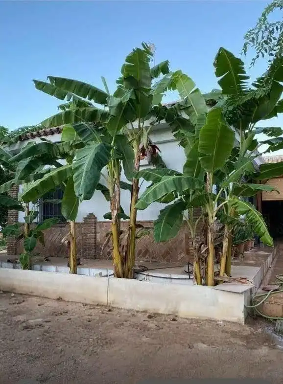 Chalet con jardín en venta en Sanlúcar la Mayor, imagen 43