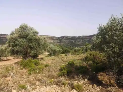 Rural land for sale in Partida Sacaras, imagen 7
