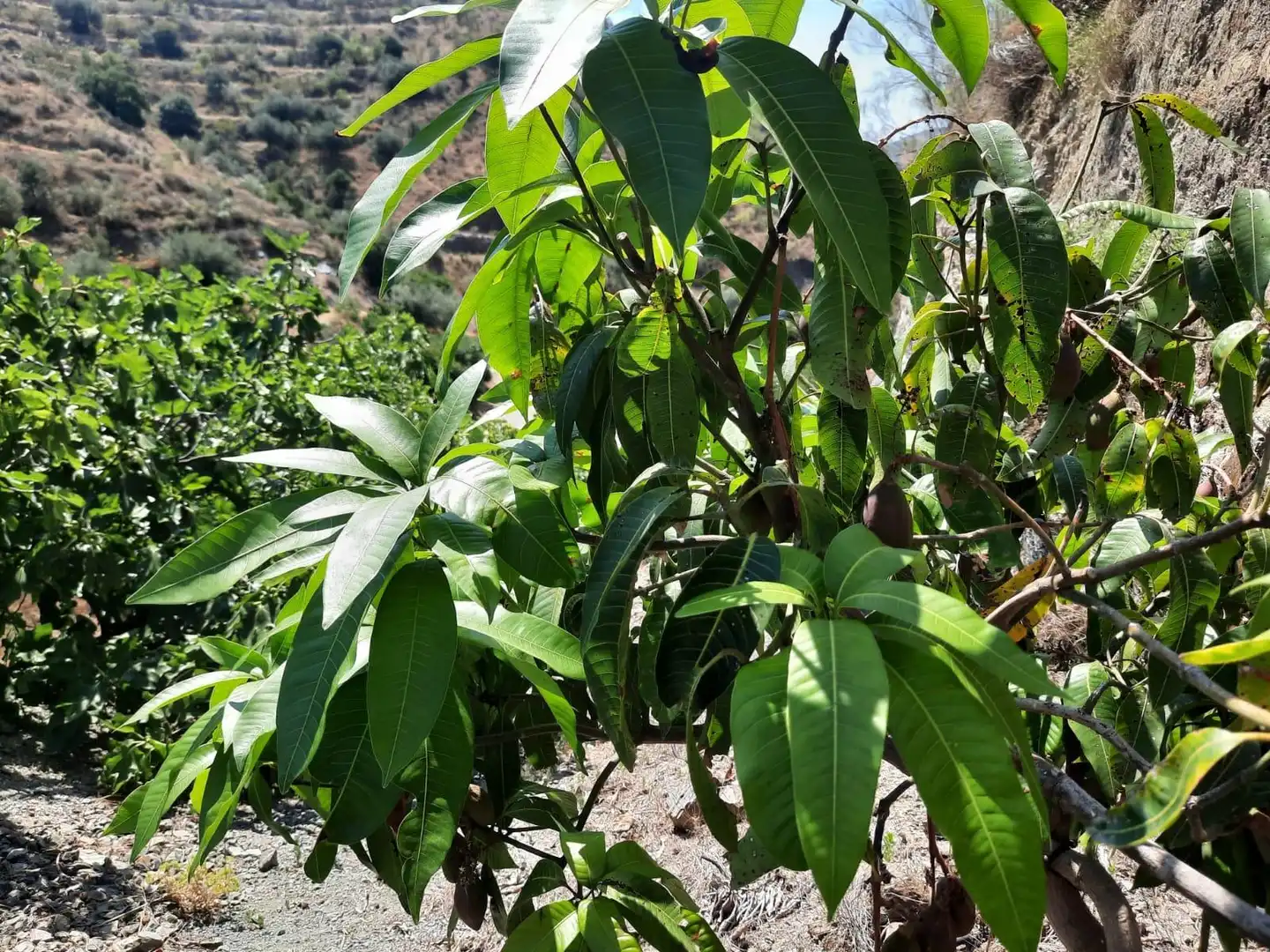 Terrenys i solars en venda a Canillas de Aceituno, imagen 3