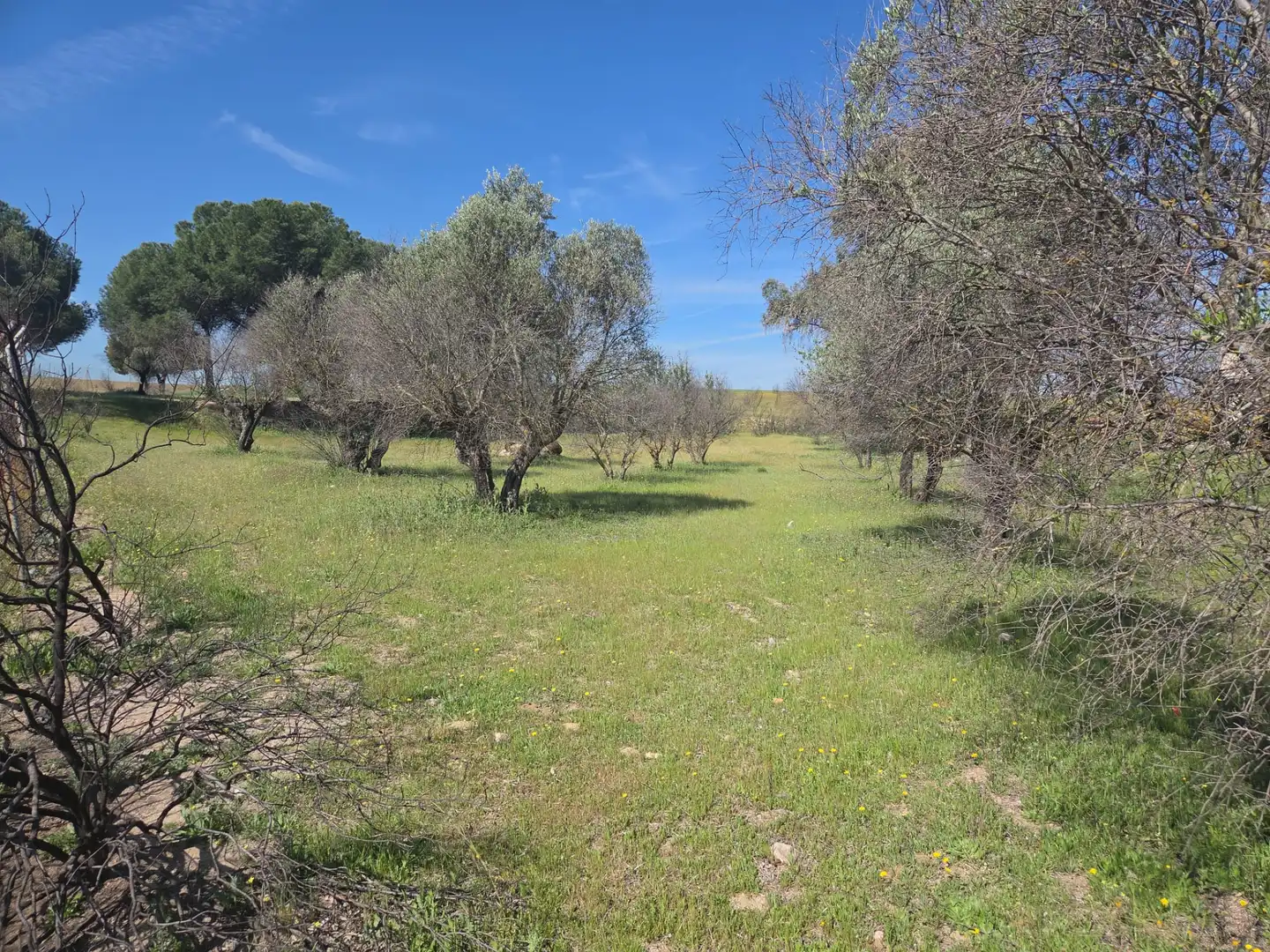 Finca rústica en venta en Navalcarnero