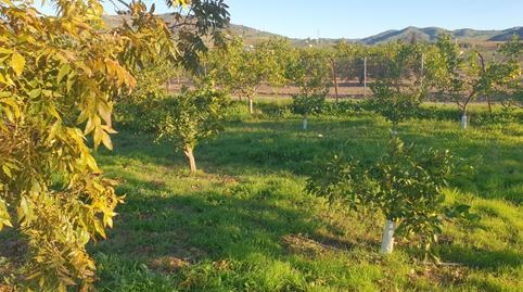 Foto 2 de Finca rústica en venda a Corrales, Álora, Málaga