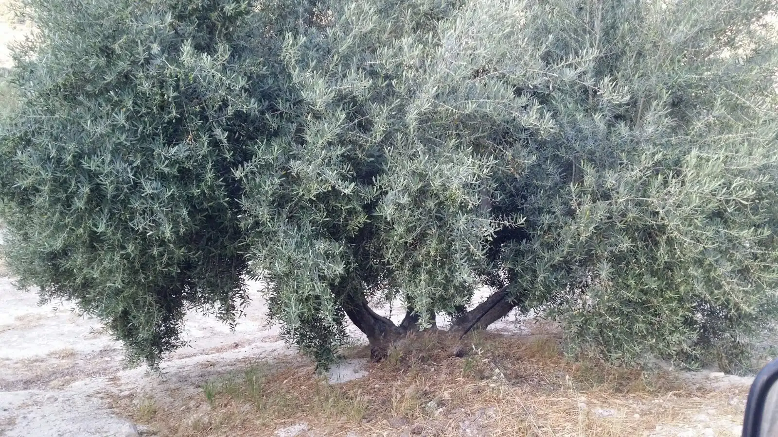 Terreni e lotti in vendita a Bedmar y Garcíez, imagen 6