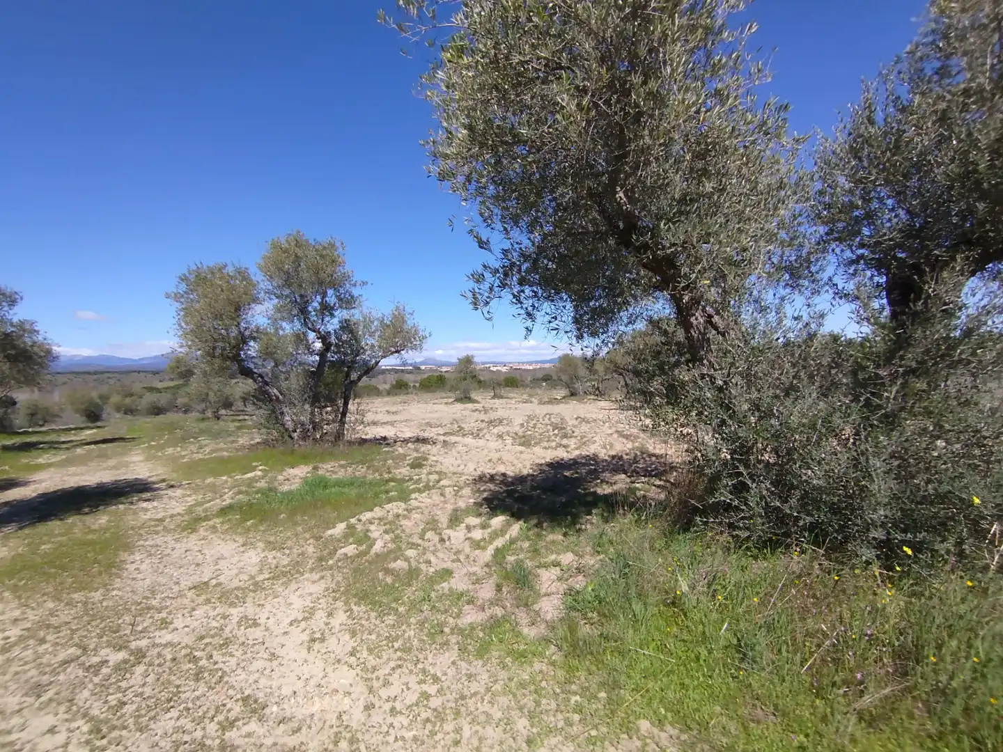 Land for sale in Escalona