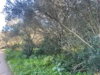 Rural land for sale in Sant Llorenç des Cardassar, imagen 2