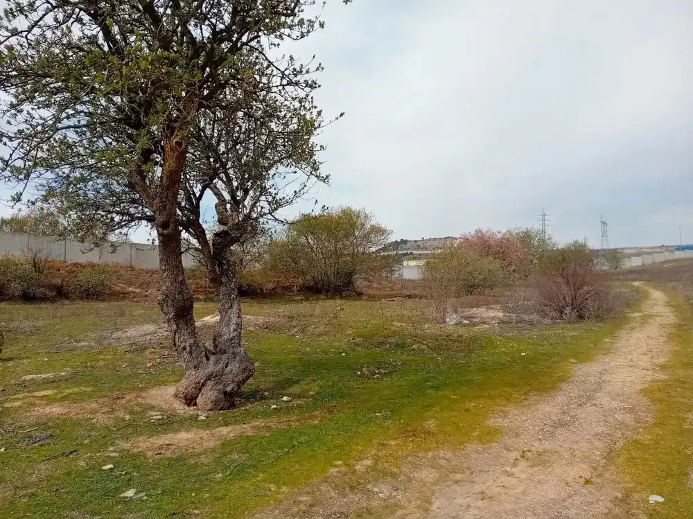 Terreny rústic en venda a La Flecha - Monasterio del Prado