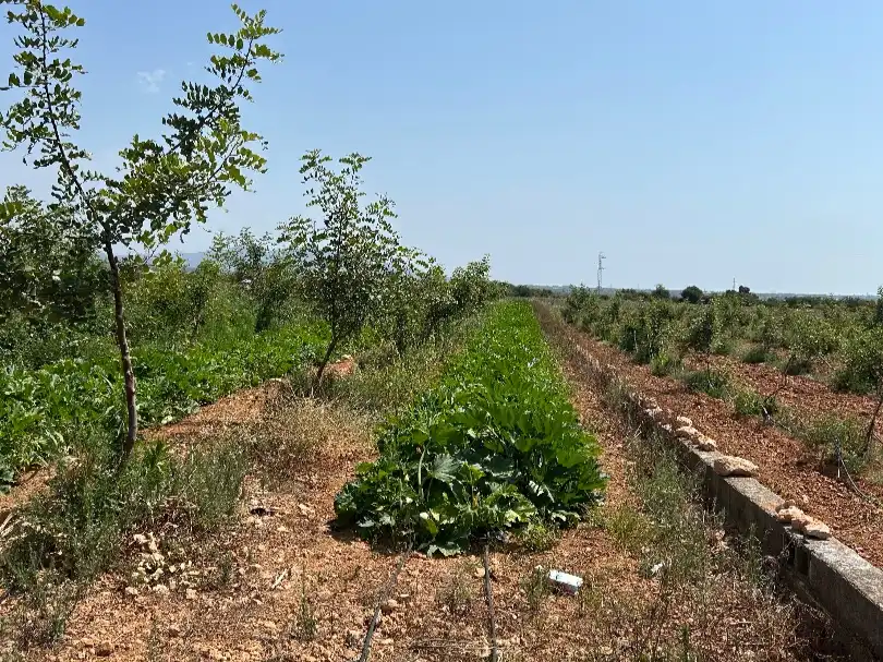 Terreny rústic en venda a N-340 2, imagen 3