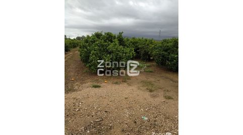 Finca Rustica  Venta Algemesí