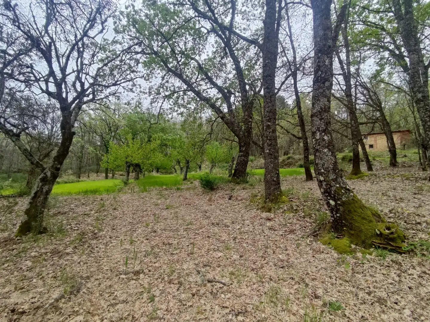 Terreni e lotti in vendita a Jarandilla de la Vera, imagen 6
