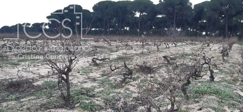 Terreni e lotti in vendita a Almonte ciudad, imagen 2