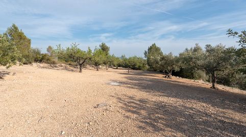 Finca rústica de olivos y algarrobos en plena producción, imatge 2