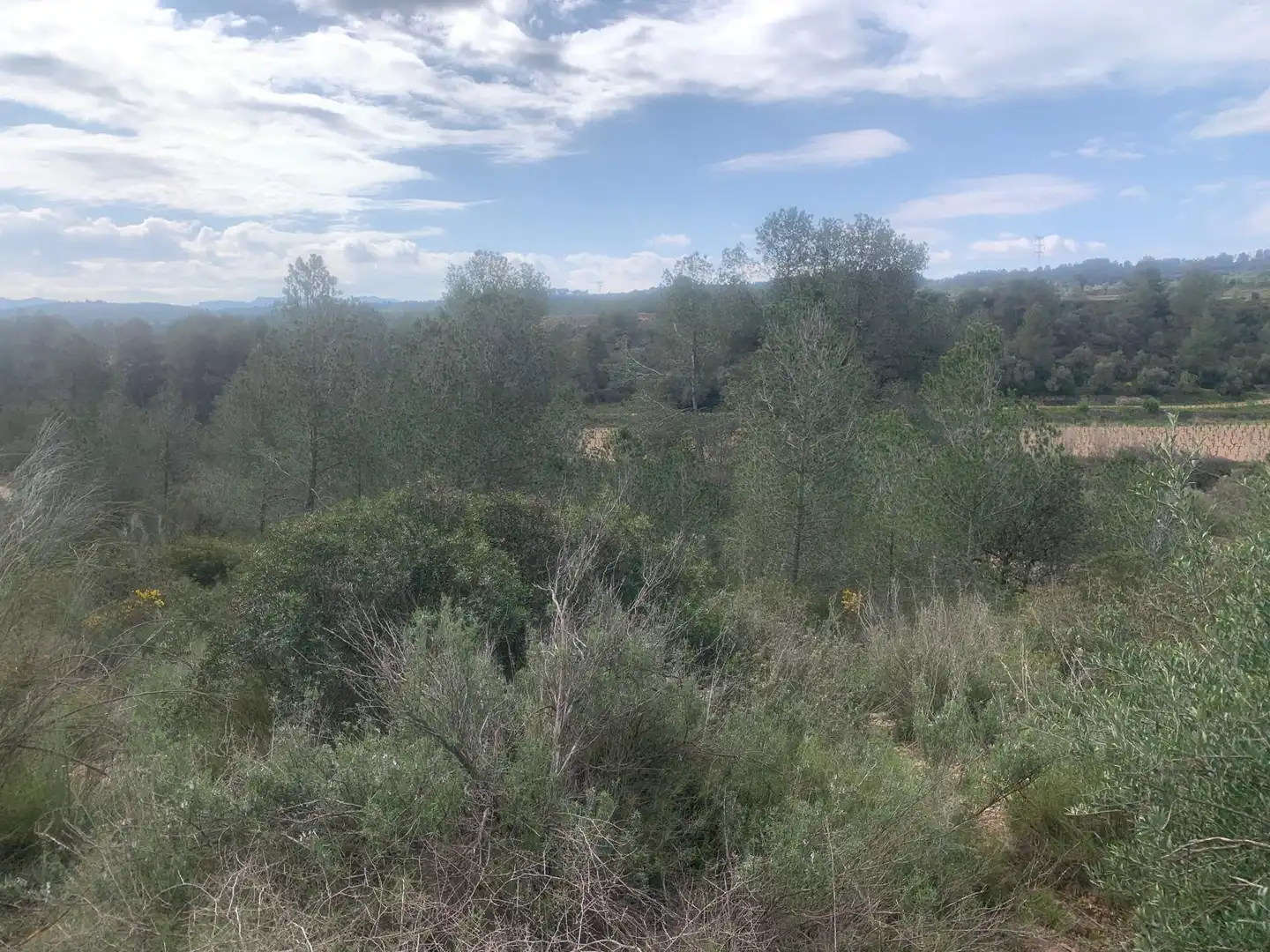 Terreno rustico in vendita a Garcia, imagen 5