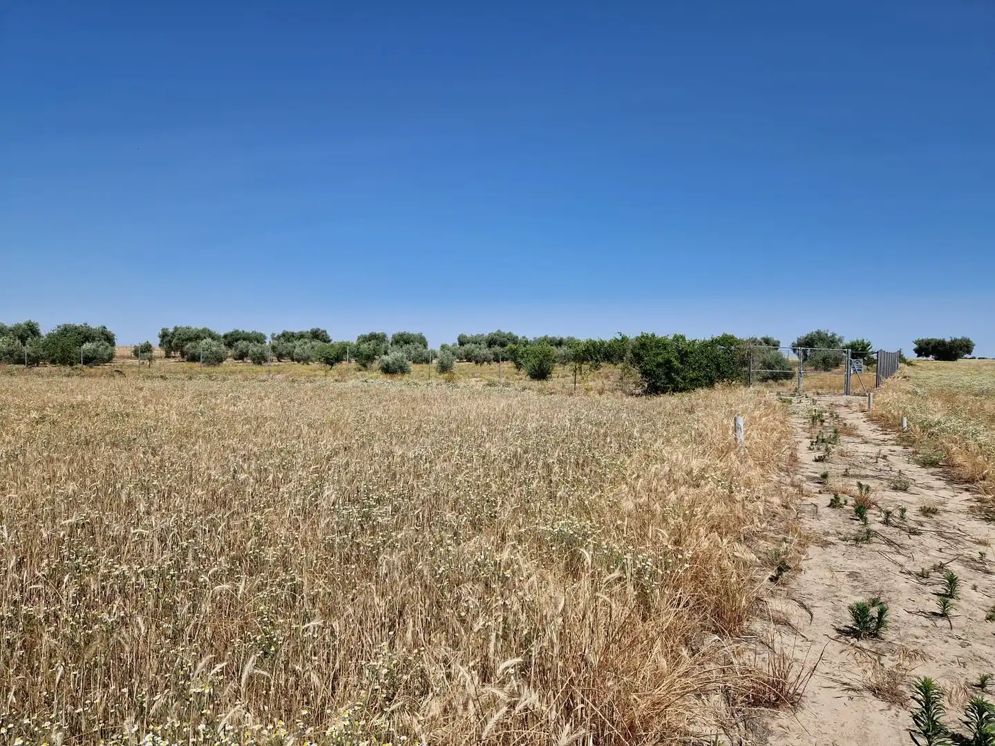 Terrain rustique à vendre à Don Benito, imagen 7