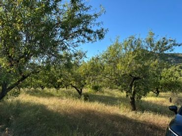 Terreno rustico in vendita a Ribera de Cabanes
