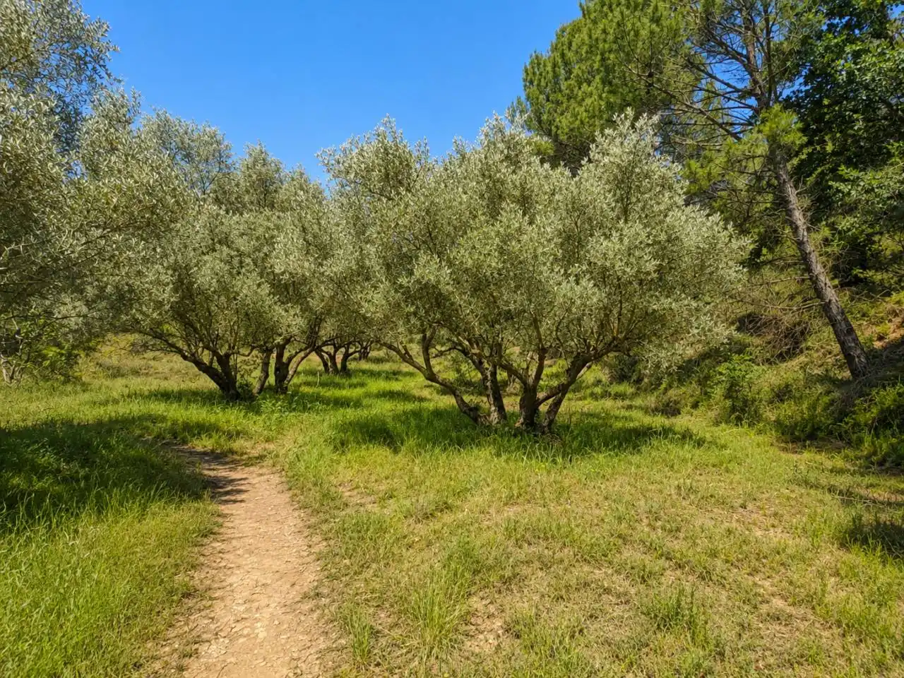Finca rústica en venta en Calle Montserrat, Rajadell
