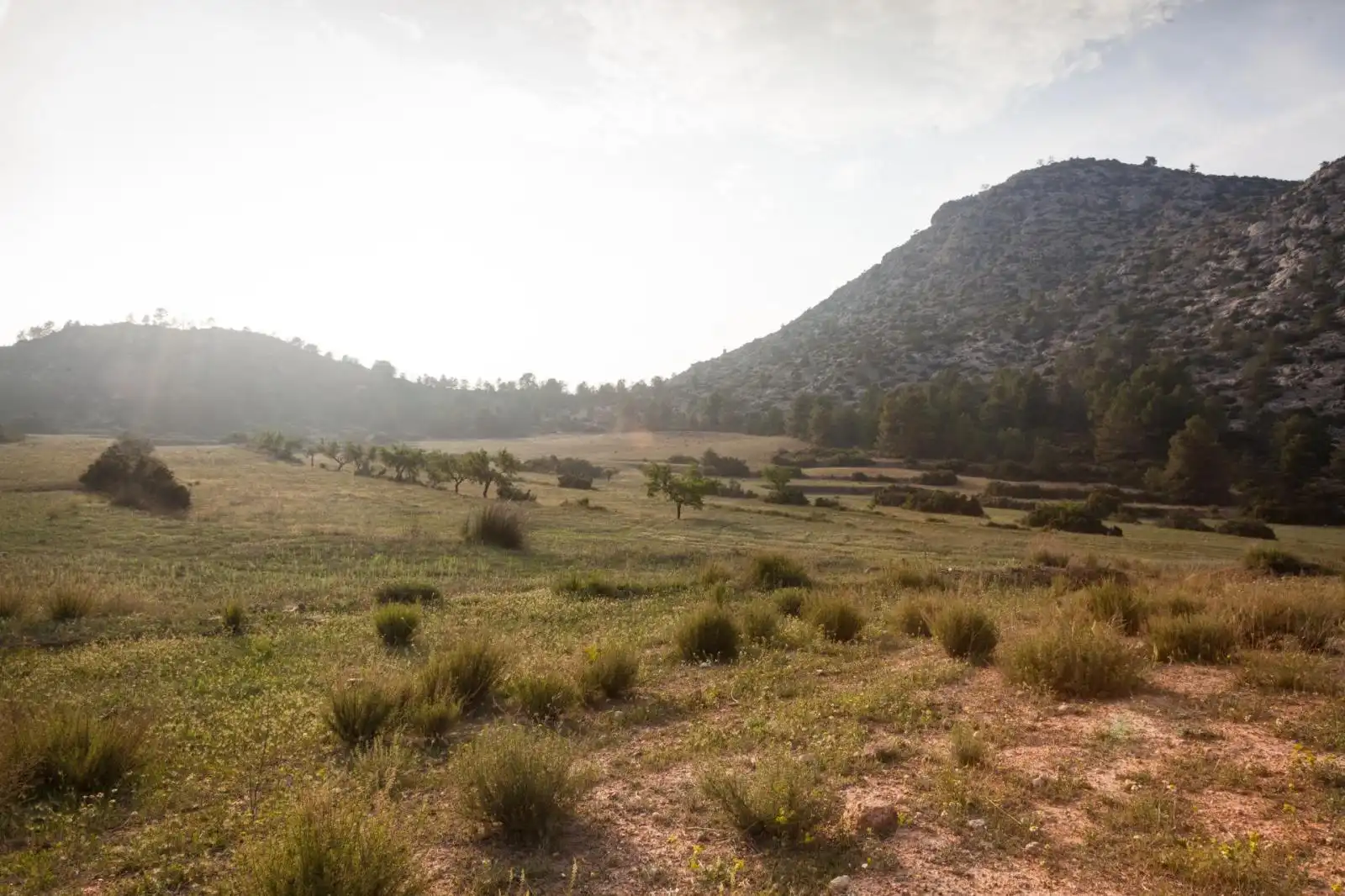 Lands and plots for sale in Mula, imagen 17