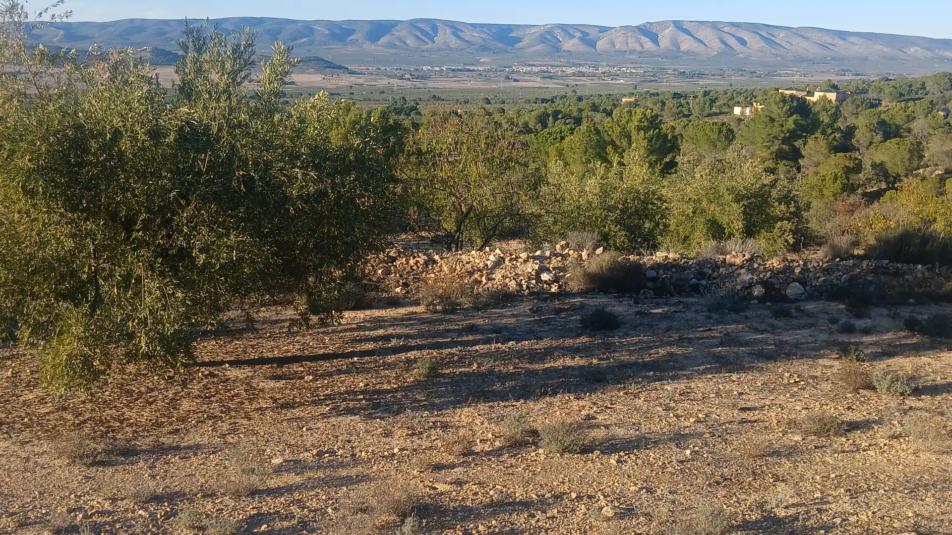 Terreno en venta en Biar