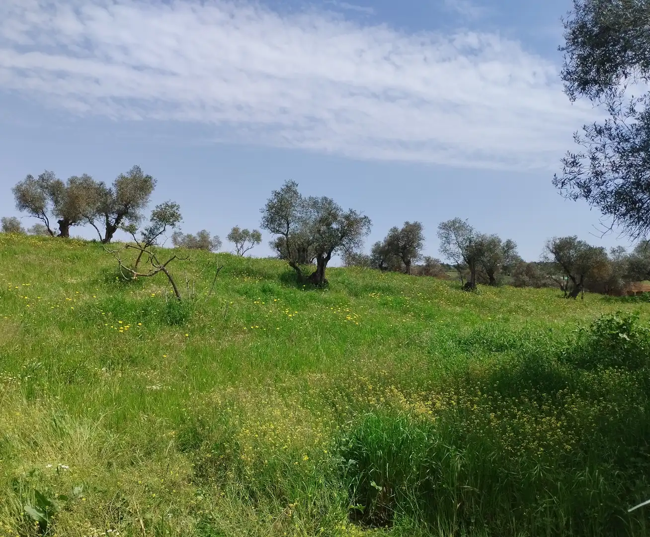 Terreno en venta en Oliva de la Frontera