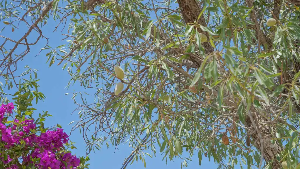 Jardín de Casa o chalet en venta en Jávea / Xàbia con Terraza y Trastero