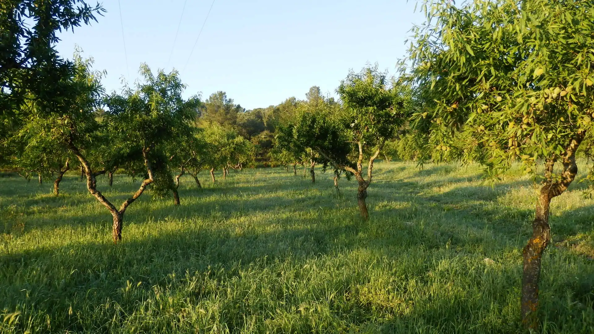 Terreno rustico in vendita a Miravet, imagen 5